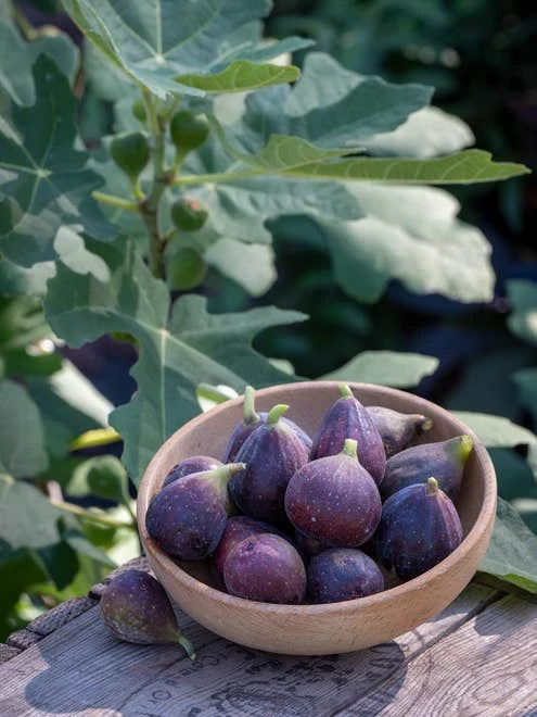 Fig, Fignomenal - Image 3