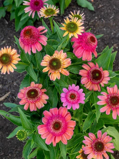 Echinacea, Double Dipped Rainbow Sherbet - Image 4