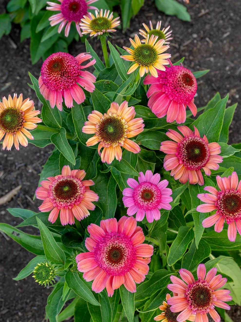 Echinacea, Double Dipped Rainbow Sherbet - Image 2