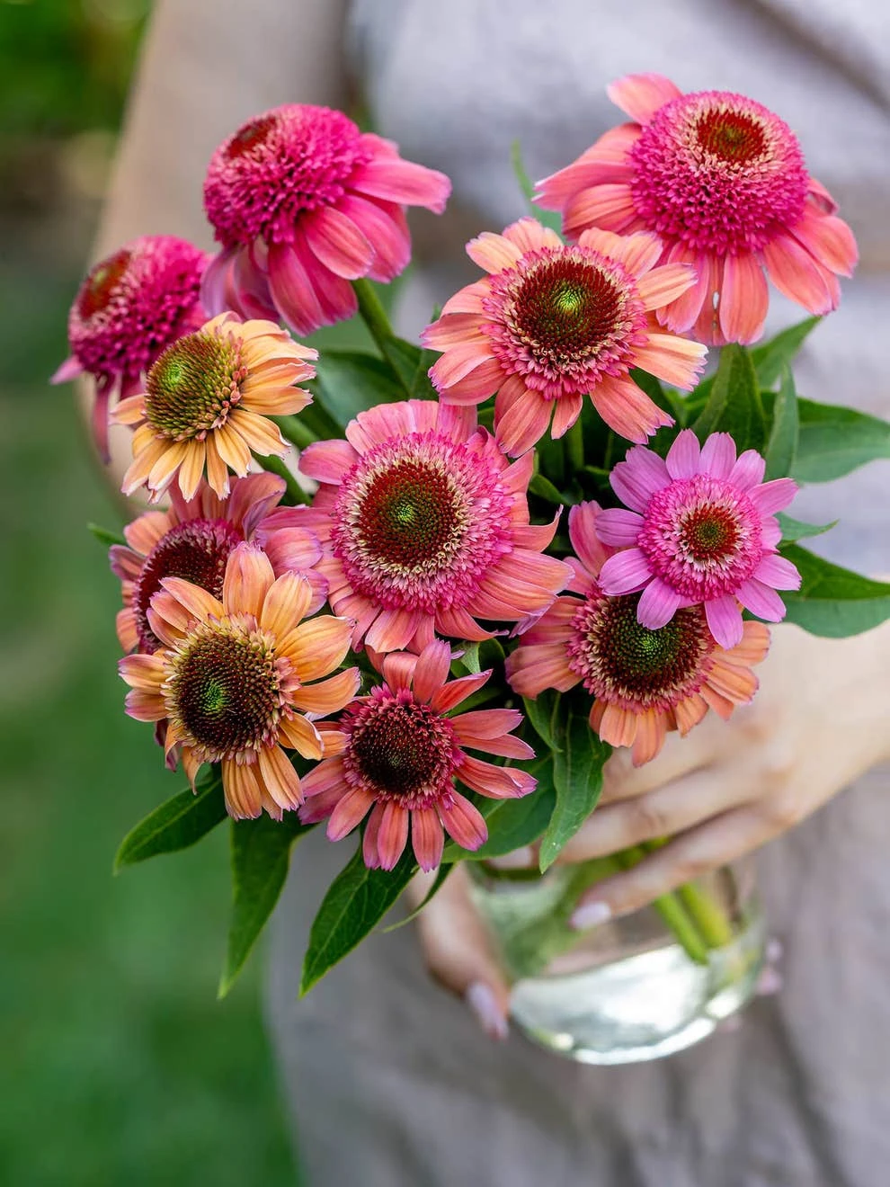 Echinacea, Double Dipped Rainbow Sherbet