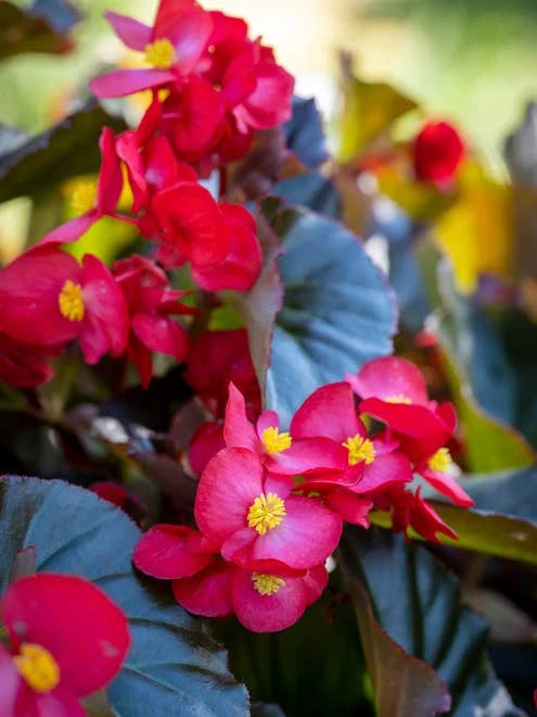 Begonia, Viking XL Red On Chocolate - Image 5