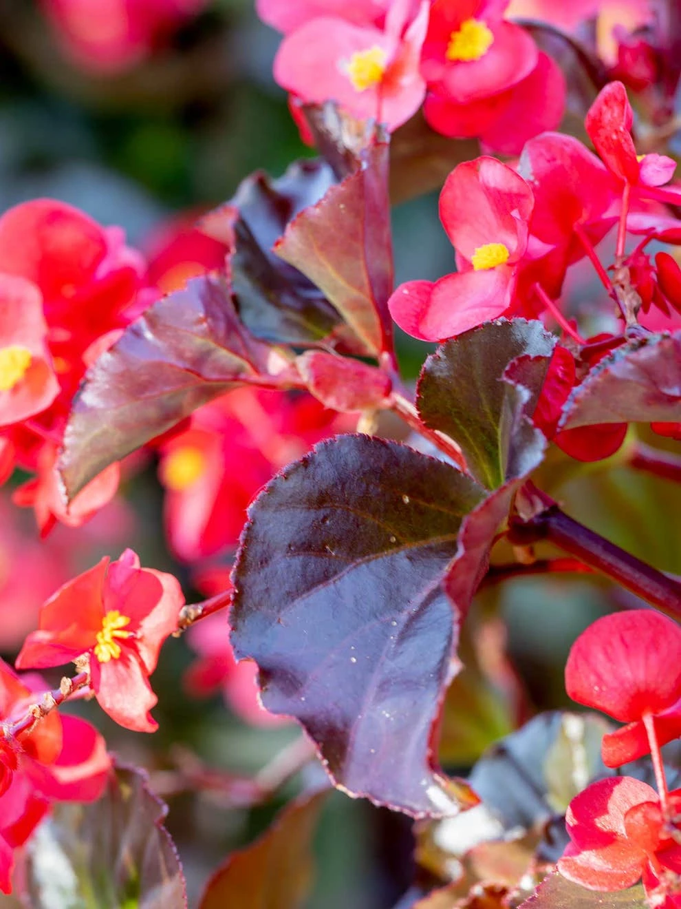 Begonia, Viking XL Red On Chocolate - Image 3