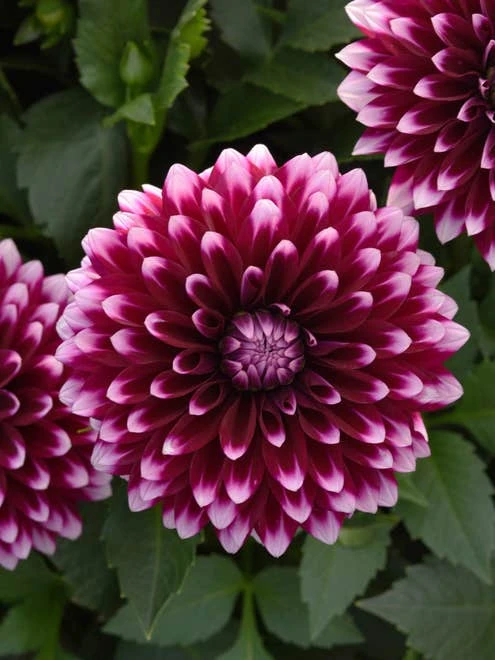 Dahlia, Dalya Purple & White - Image 2