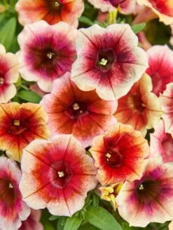 Petunia, Fun House Peach Melba