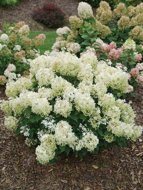 Hydrangea Paniculata, Puffer Fish™ - Image 5