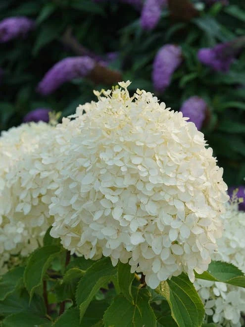 Hydrangea Paniculata, Puffer Fish™ - Image 6