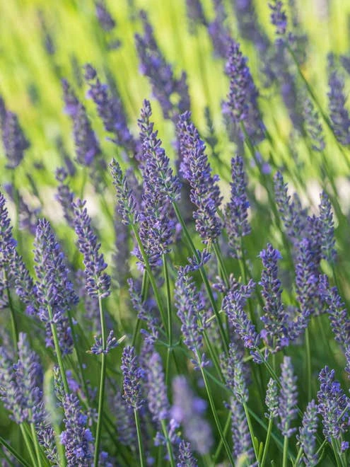 Lavender, Sensational!® - Image 7