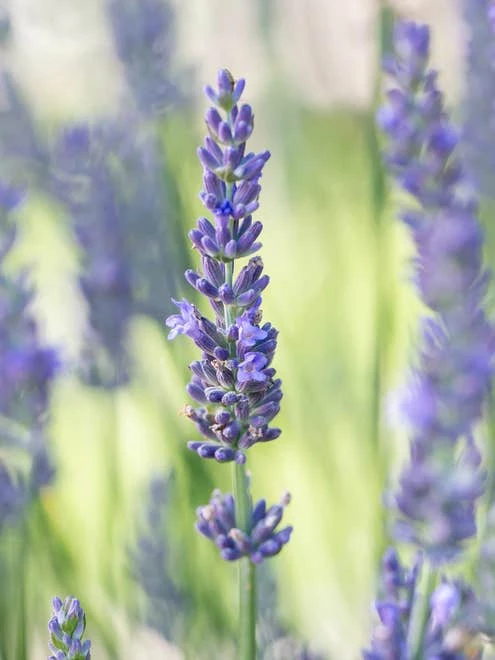 Lavender, Sensational!® - Image 8