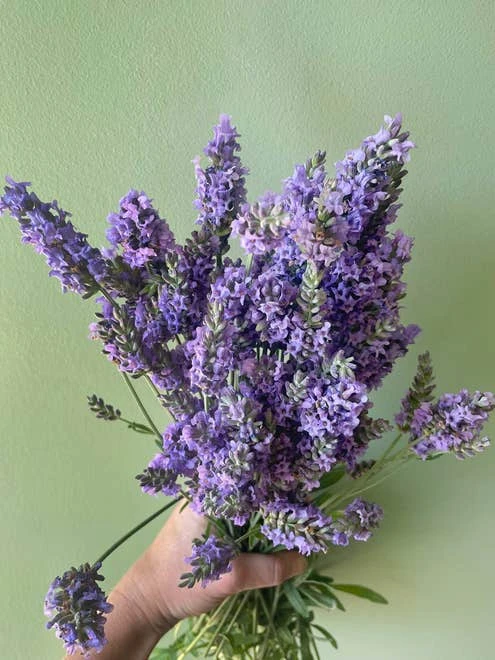 Lavender, Sensational!® - Image 5