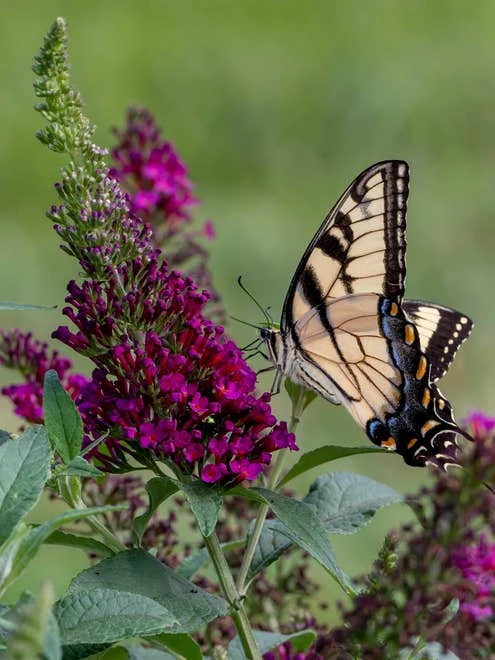 Buddleia, Chrysalis Cranberry - Image 8