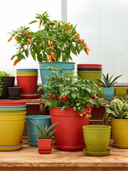 11" Rice Pot With Saucer - Image 5