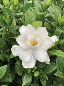 Gardenia, Pillow Talk