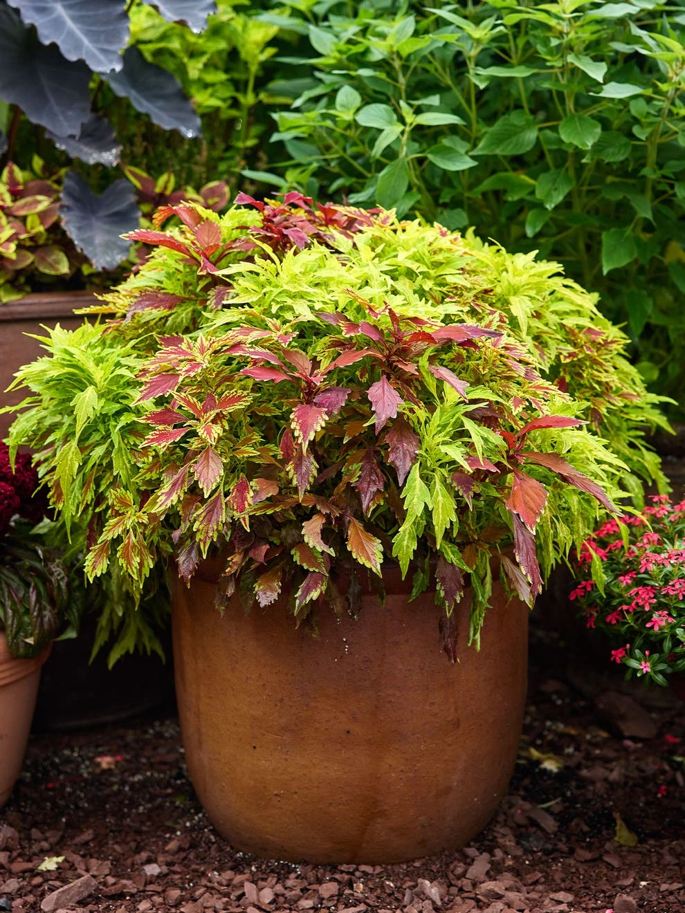 Coleus, MixMasters Fire And Spice - Image 2